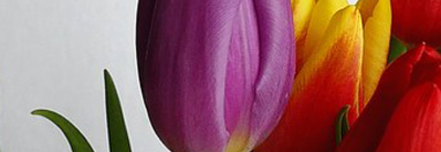 Tulpen