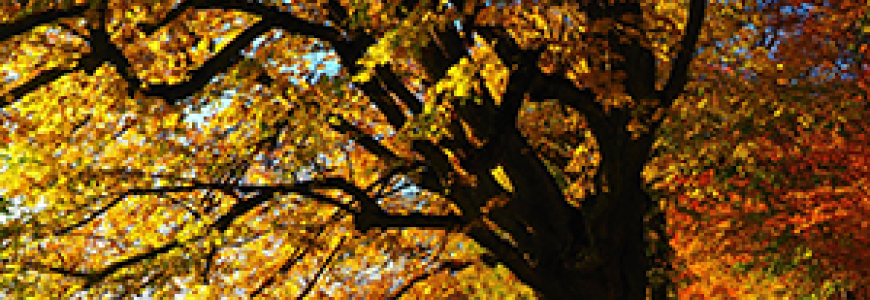 Herbst - Vorbild des Loslassens