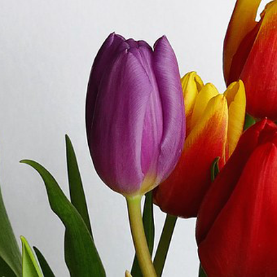 Tulpen